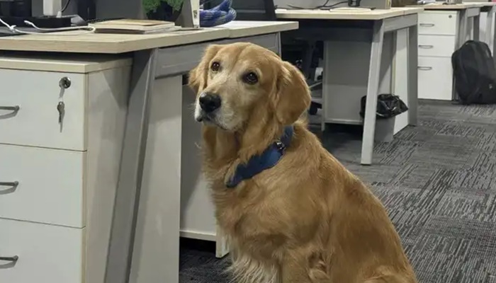 Tech startup brings in golden retriever as chief happiness officer, and the internet melts: 'He’s got the best perks in the company'