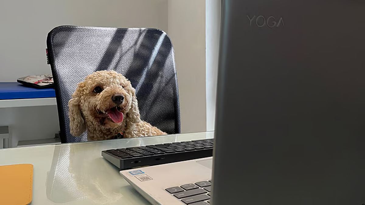 Paws Between Work: Firms hire canines to ease work-related stress