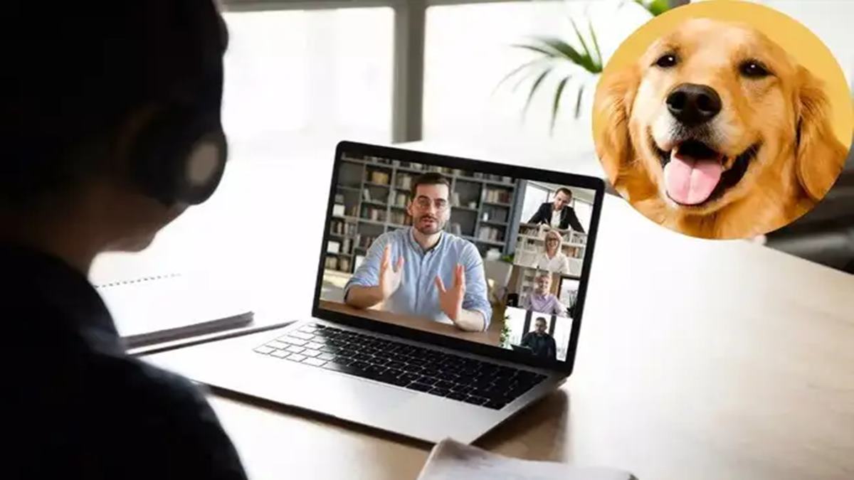 Dog makes sudden Zoom cameo; awkward HR grilling session turns into viral lesson on workplace behaviour
